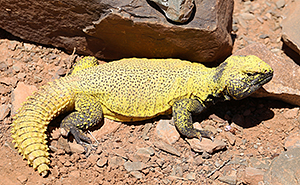 Uromastyx acanthinura nigerima